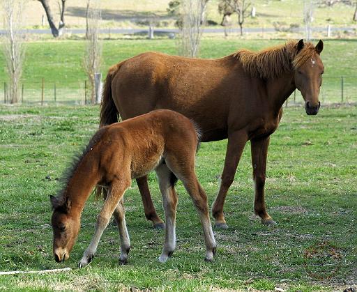 Mare and Foal 9P30D-175.JPG